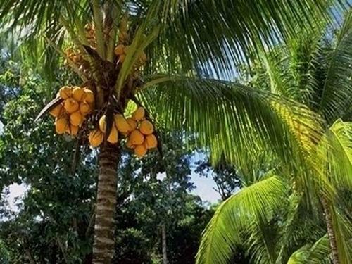 trees - coconut trees