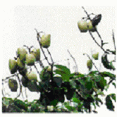 5-htp  - This product is maily of our company product