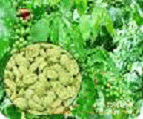 green coffee bean extract  - The content of this product is 50%