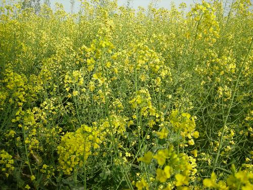the flowers of cole - the flowers of cole, how beautiful it is! this photo taked on the trip of hanzhong this spring.