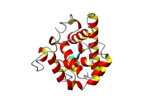 protein structure - This is the 3D protein structure, present in the body. It doing many functions in the body. Without this no body buildup and structure. It is highly essenial for life.