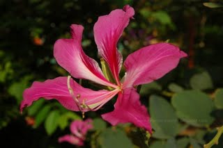 Beautiful pink flower - Pink flower with five petals.