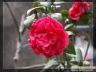 photo - flower