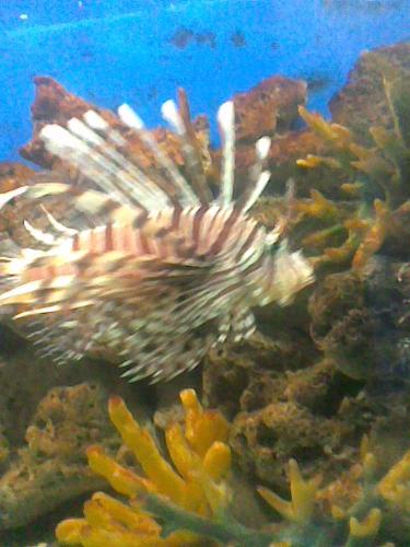 fishes - A spiral types of fishes with a black and white stripes on the body.