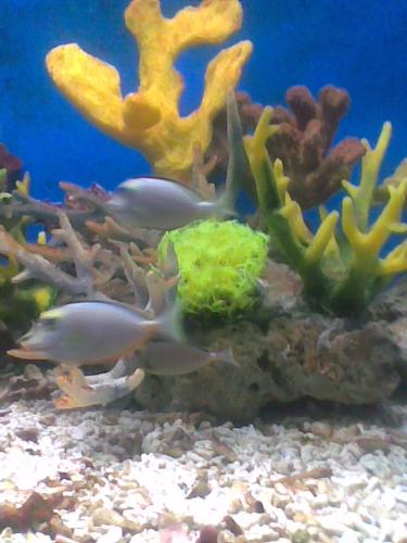 silvery fish - A school of silvery fishes.