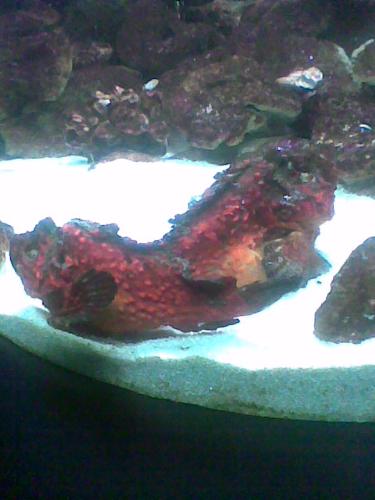 stone fish - A fish which look like a stone.