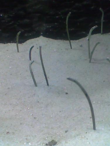 stick fish - A fish which look like a stick..