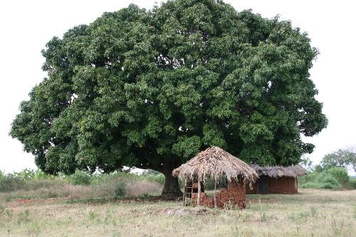 Mango Tree - How nice it is to lay down under the tree. :)