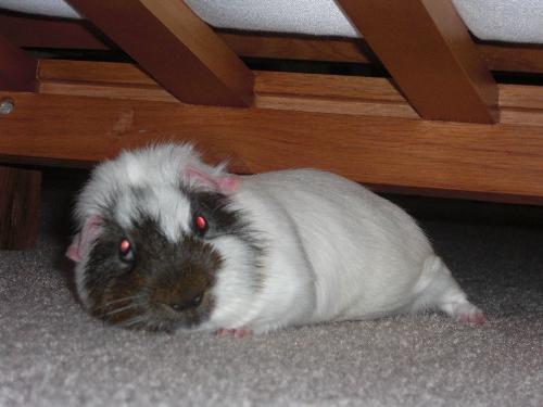 Winnie sleeps under the sofa - My cute guinea pig is sleeping under the sofa after eating his vegetable salad.