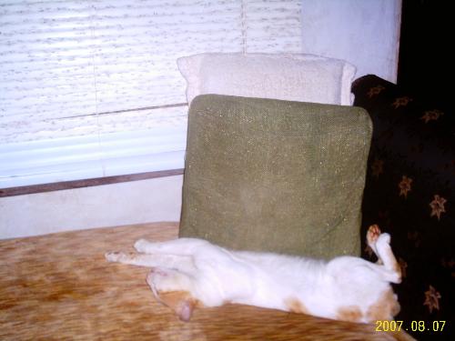 lazy lolly - This guy has left me seeking greener pastures but I miss him!