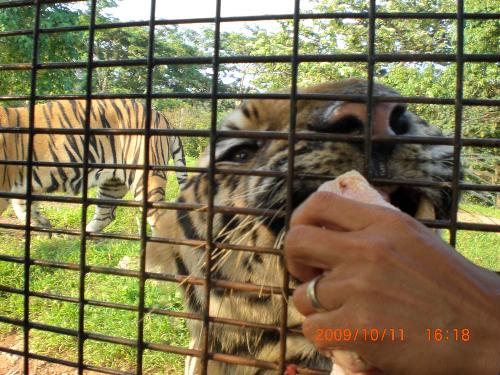 A tiger being feed a piece of chicken - This picture of a tiger was taken at Zoobic Safari. While in an enclosed jeep, people get to watch tigers roaming around freely and they also get to watch as the tigers are being fed.