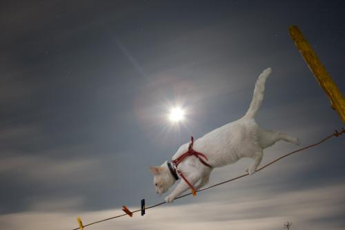 My Kite Cat ;) - 2 fotos and PS ;)