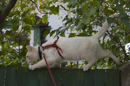 My Kite Cat 2 ;) - Oroginal foto of my cat.