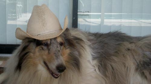 Dallas bound Dakota - One of our three Collies. Dakota is a Blue Merle; and is the oldest female we have at 10yrs. old.