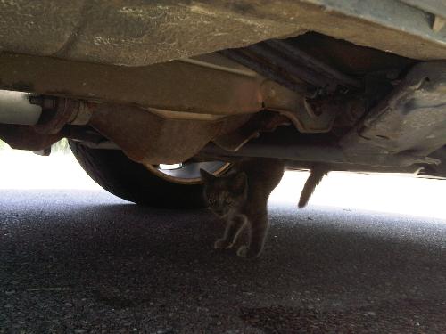 Kitty stuck under a car - This is a picture of a kitty stuck under a car before the local fire department rescued it.