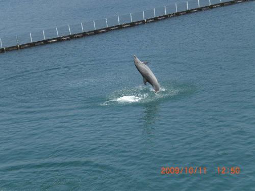 dolphin walking on water - how do they do this? their tails are so strong it can hold them up for a little bit of time.