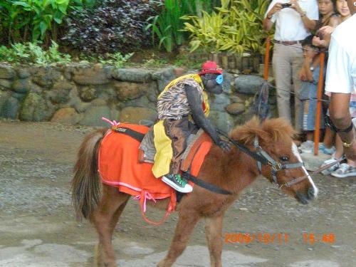 monkey version of zorro - the best trained monkey i have seen. monkey version of zorro - the best trained monkey i have seen.