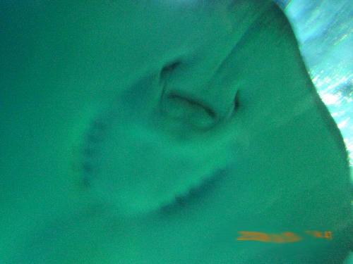 a stingray - up close and personal with the underside of a stingray.
