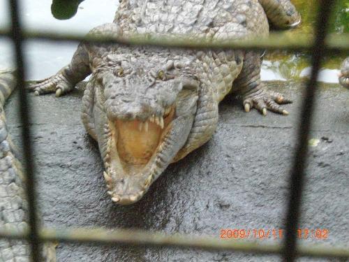 a crocodile - i think he was sleeping when i took this photo.