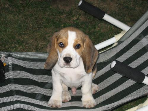 my beagle - 2