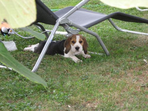 my beagle - 3