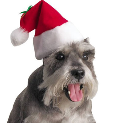 dog with cap - the santa must like this dog