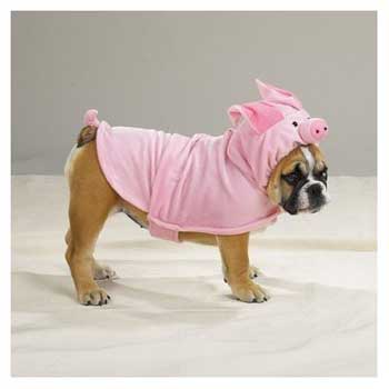 The cute pug - in very interesting clothes