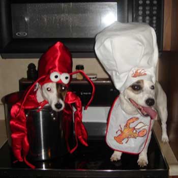 lovely dogs  - aint they look very cute
