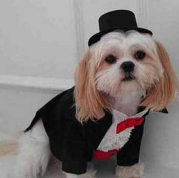 suited dog - is he not looking handsome