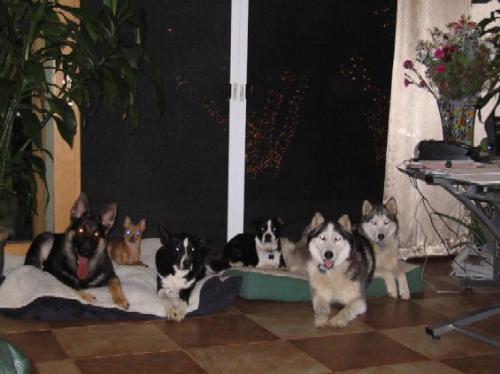 The beautiful dogs - Does this group not look pretty