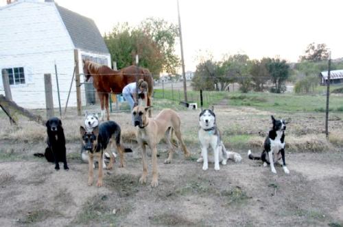leader of pack - can u guess who is leader of pack?
