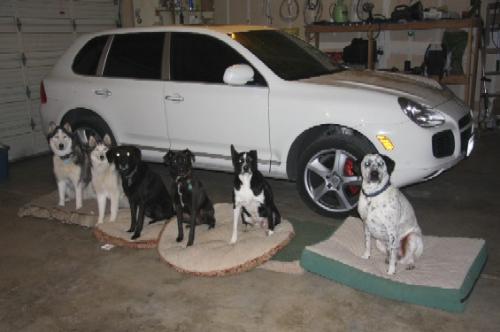 lovely dogs  - who would jump in car first?