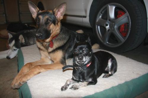 german shepaherd - i love their intellengence