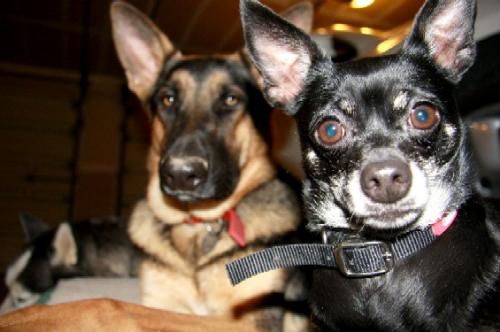 cute dogs - she may be bigger but i am cuter