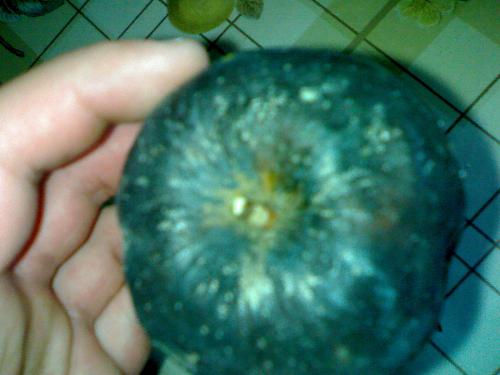 black apple - black apple in my own hand . It`s from all my apples . I usually take the rotten ones.