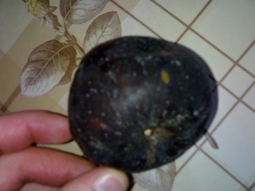 black apple on my table - Rotten black apple on my table