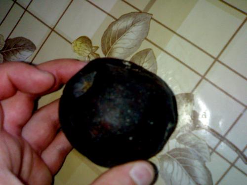 First time i saw a full black apple - Amaising full black apple near my hand , on the table