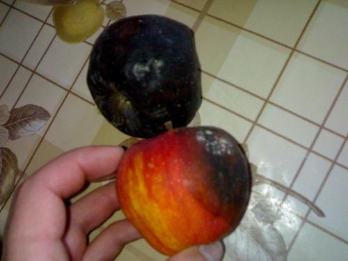 Diference  - How a good apple turns step by step in a full black rotten apple
