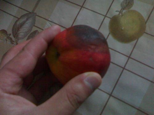 A little rotten - apple - A red apple , but it`s a little rotten