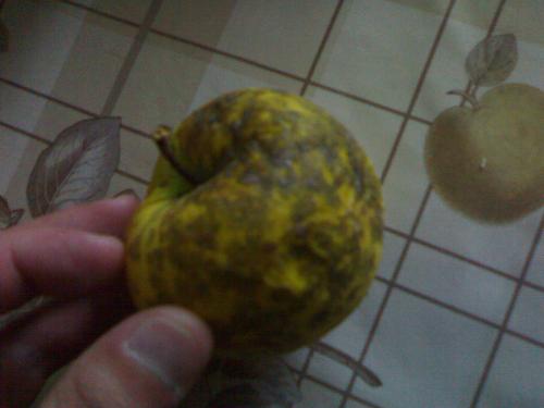 Golden apple - It`s not a rotten golden apple , maybe it`s just a little, but you can cut that , and you`ll feel for real that you eat a 100% ecologic apple