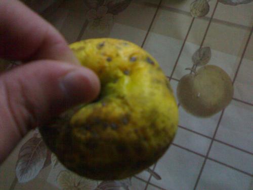 sweet golden apple - This apple it`s a sweet one .. if you want to keep that for the winter , it will be like it`s now .