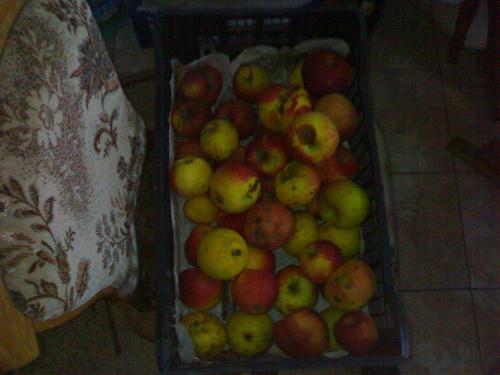 some apples - Romanian apples 100% ecologic ones . They don`t look so good, but the taste...