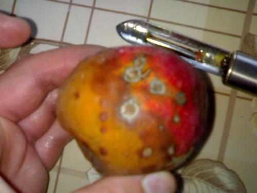 half apple - Half it`s rotten and the other half it`s good