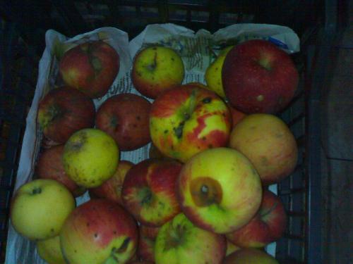 romanian apples - Romanian apples are 100% ecologic