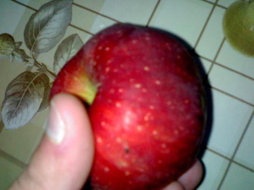 perfect red apple - It`s a perfect red apple, without even a sigle rotten point