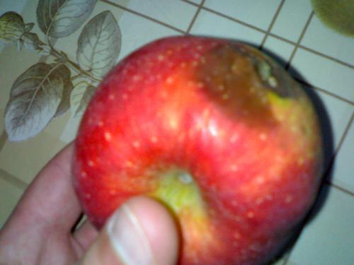 red apple - Red apple with a little side of rotteness