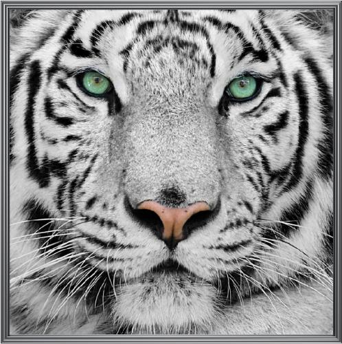 Tiger - Are you tiger