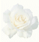 enjoy your life - beautiful flower to enjoy