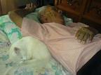 pets sleep - pet sleep beside you