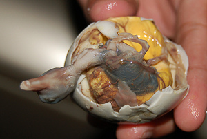 balut - how many balut you can eat before your reach the point like you almost puke? balut - how many balut you can eat before your reach the point like you almost puke?